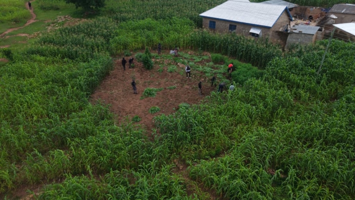 Nabdam: Police arrest 14 for cultivating and distributing ‘wee’