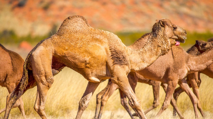 Low-allergenic camel meat helps curb feral population