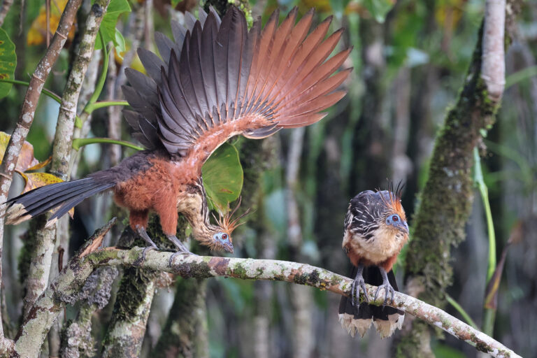 Amazon deforestation falls 42% to a record low