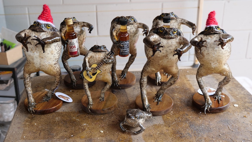 Darwin accountant trades tax for cane toad taxidermy