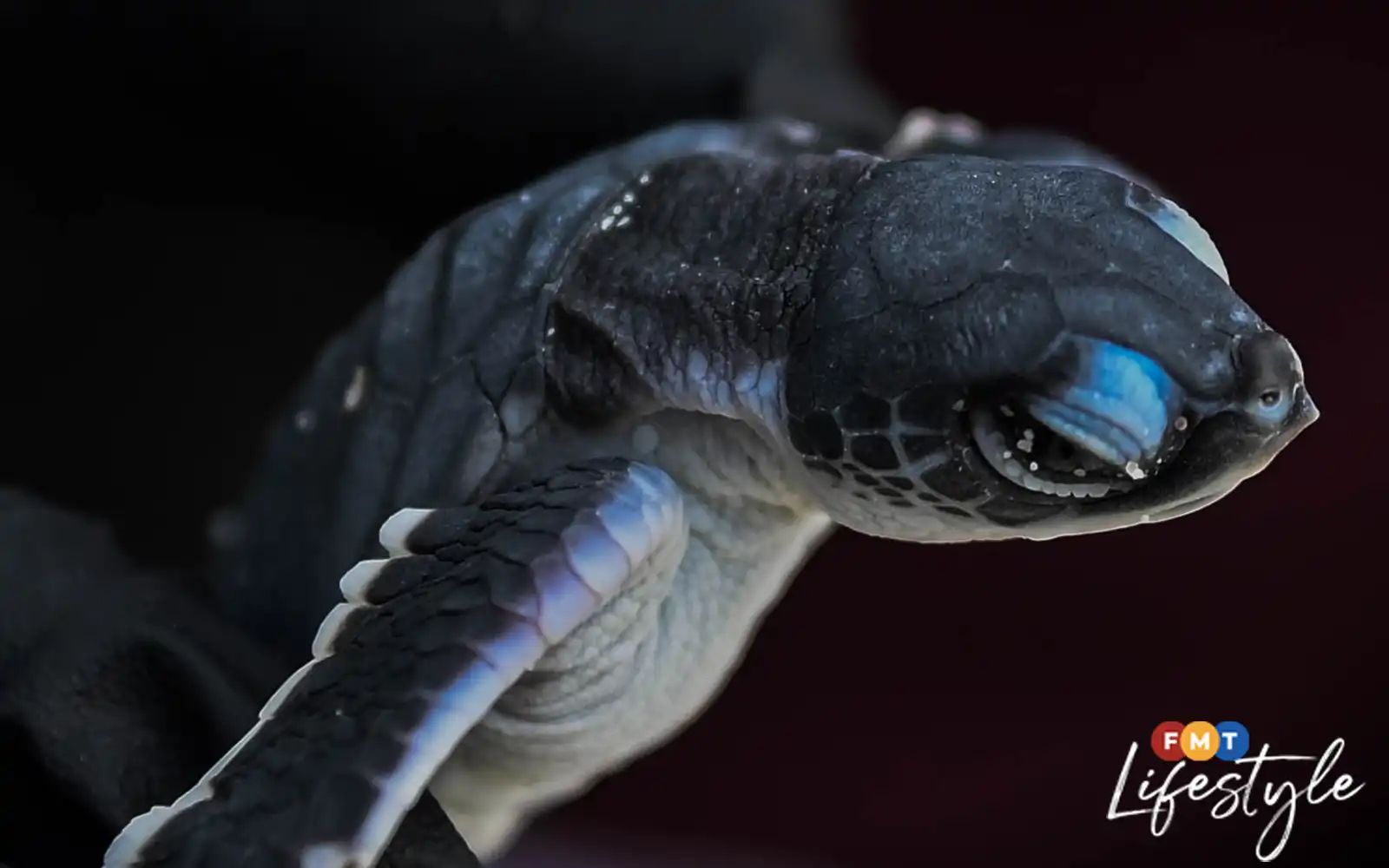Terengganu’s leatherback turtles have returned – now comes the waiting