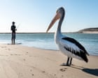 Bird flu has devastated wildlife around the world. What Australian birds are most at risk?
