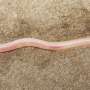 TikTok video leads to discovery of rare underground eel in India