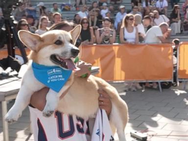WATCH: 5th international Corgi race held in Lithuania
