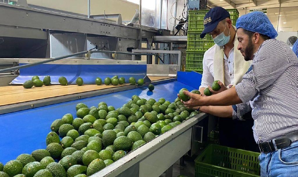 Colombia Exported 88,194 Tons of Hass Avocados in the First Half of 2026