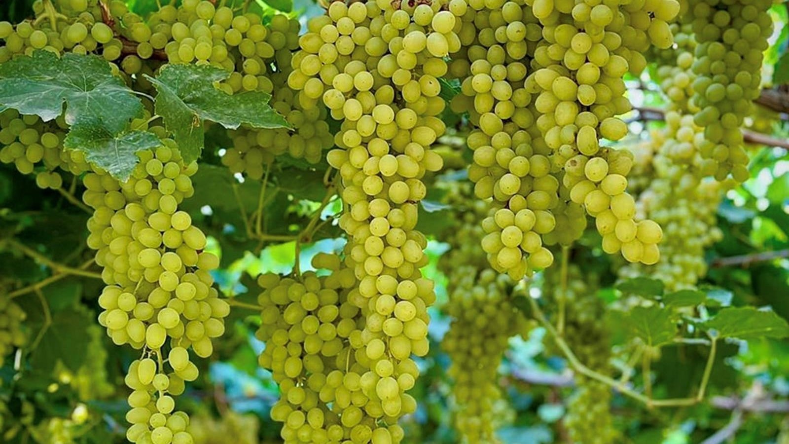 Saudi Arabia boosts fruit self-sufficiency under Vision 2030