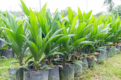 250,000 people to get jobs through govt’s ambitious oil palm plantation - Agric Minister
