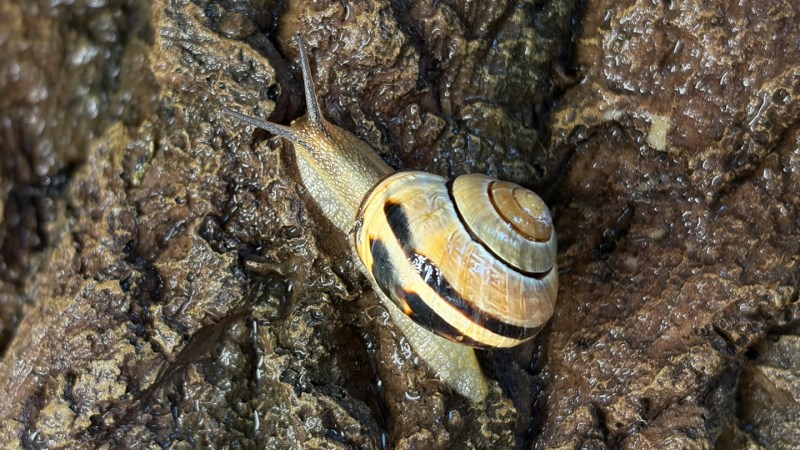 Snail slime does many jobs thanks to calcium