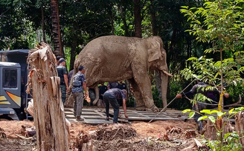 Perak studying elephant food bank proposal