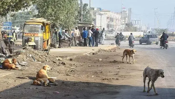 Rabies death toll rises to 40 in Sindh after elderly man dies