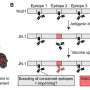 Booster vaccination strengthens existing defenses against newer COVID-19 variants