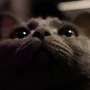Trace elements offer new clues to mysterious black eye lesions in cats