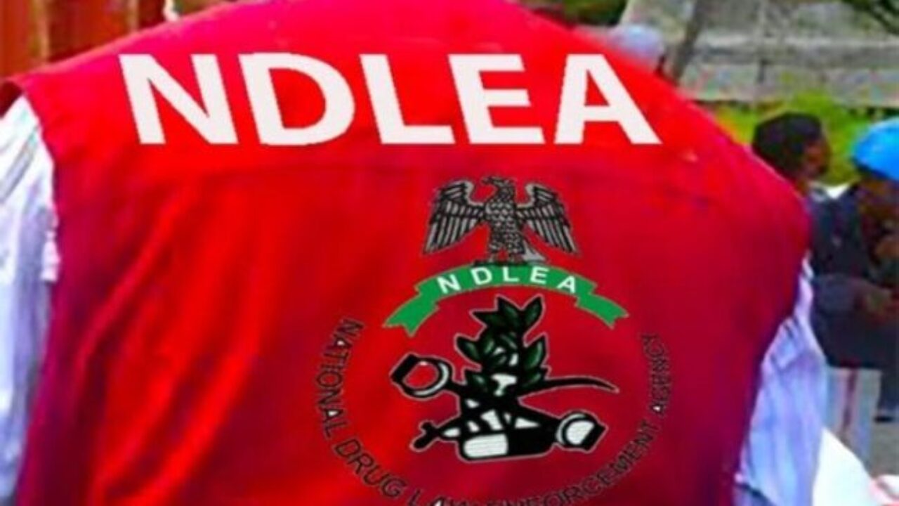 NDLEA destroys two cannabis farms in Edo, arrests 10 suspects