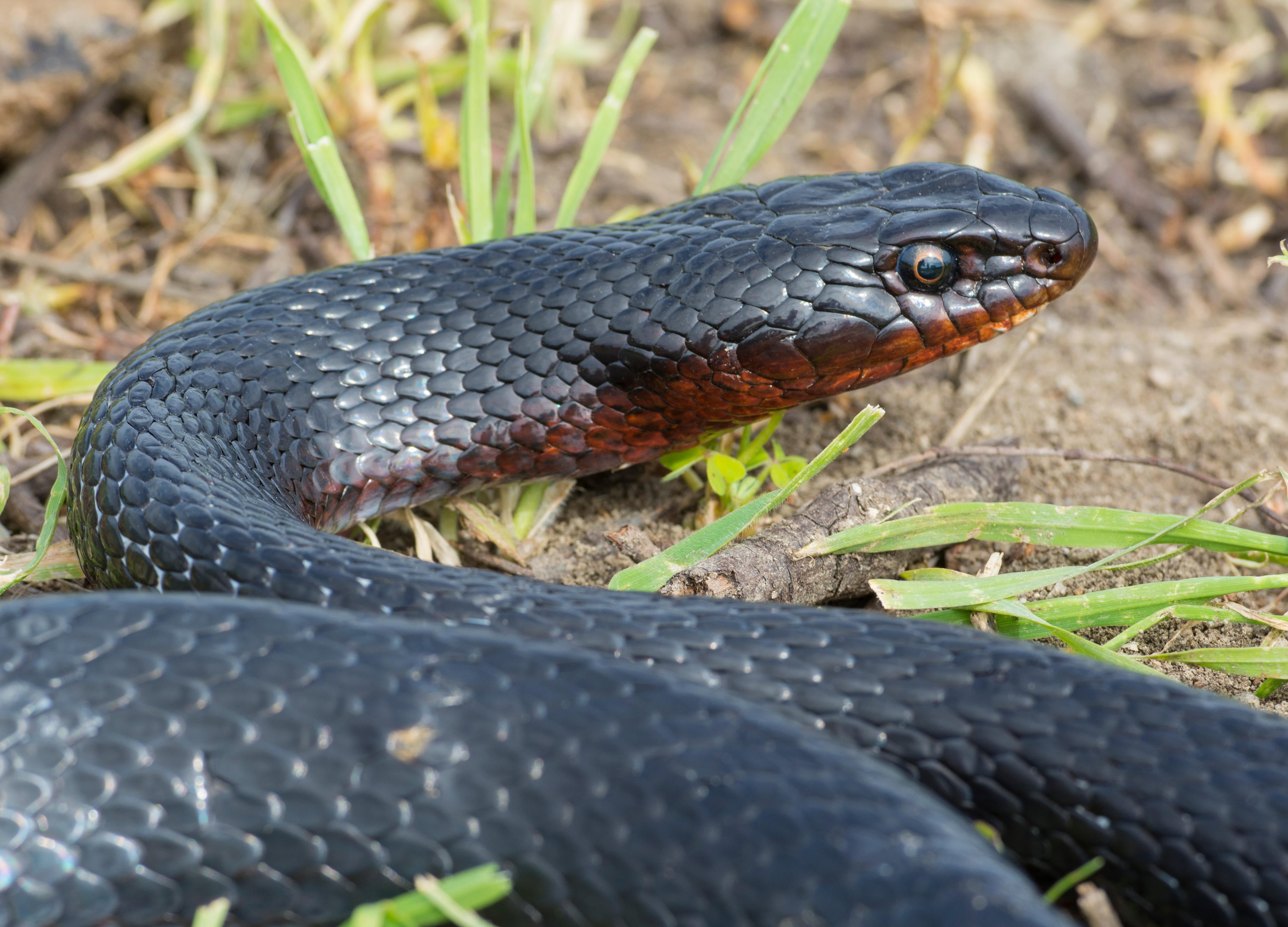 Snakes on a plate: Reptiles eaten by foragers in the Levant for 3,000 years