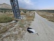 Dozens of storks electrocuted by unprotected power poles in Israel's Jordan Valley