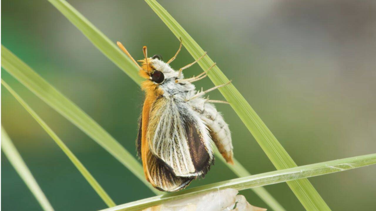 US researchers release 1,300+ butterflies after just nine were found in 2022