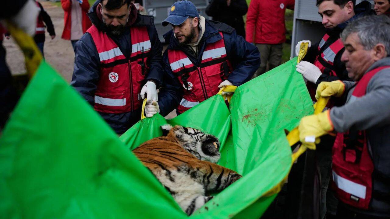 30 lions and tigers leave cramped Argentine zoo cages for sanctuaries