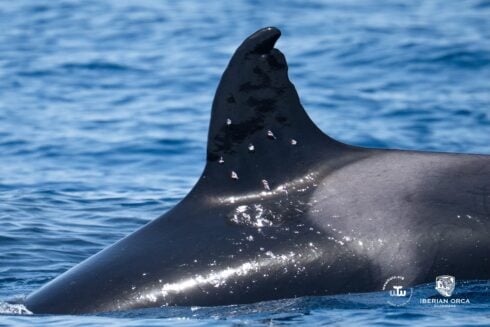 Critically endangered Iberian orca’s dorsal fin wounds ‘consistent with shotgun blast’