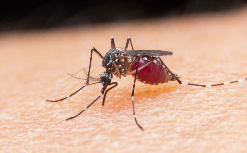 $1K laser mosquito zapper promises precision strikes as backers itch for answers