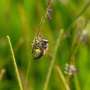 It's not just flowers that help the pollinators. Grass can too.