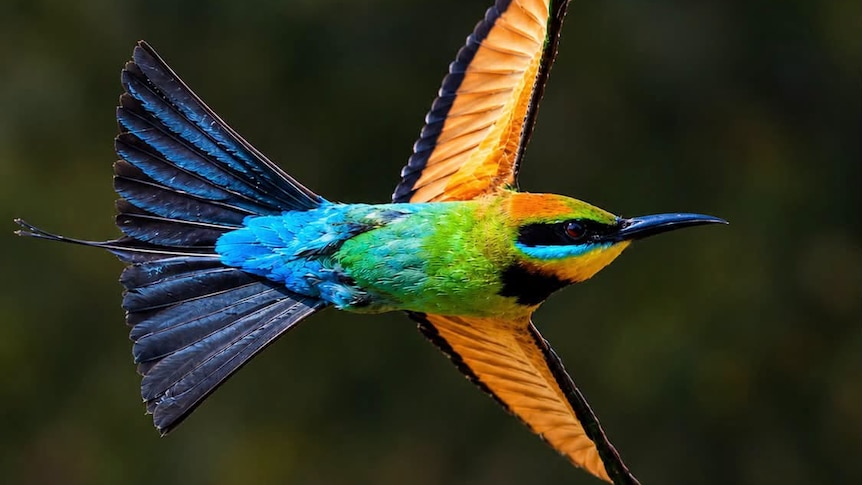 Stunning photos demonstrate why Darwin is known as the 'city of birds'