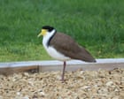 Plover, not a fighter: masked lapwing nesting on Tasmanian cricket ground indifferent as play continues