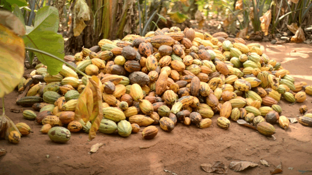 Young Cocoa Farmers petition President Mahama over funding, price uncertainty ahead of 2026/27 season