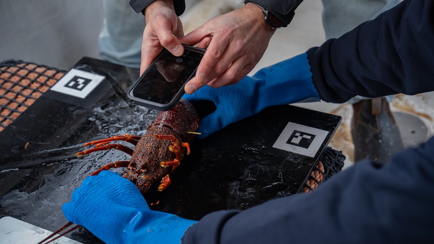 How AI is helping track lobsters when 'no two shells are the same'