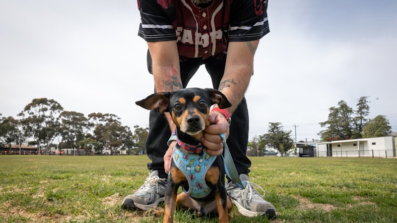 King Dobby ate a Croc and a bottle top – leaving his owners an impossible $6000 choice