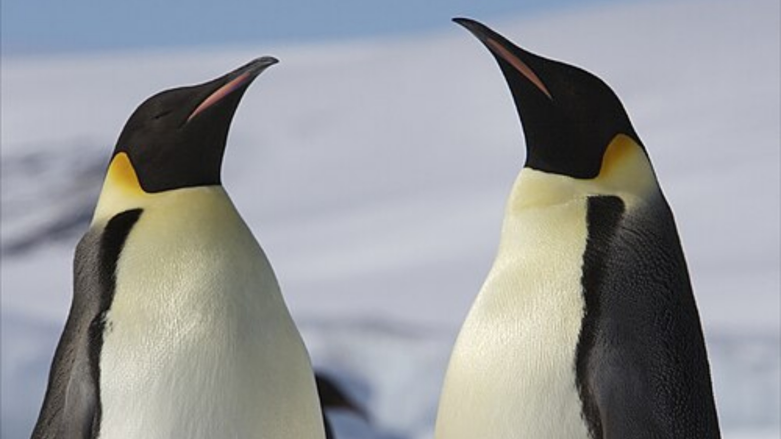 Leopard seal to blue whales: Animals that call Antarctica home