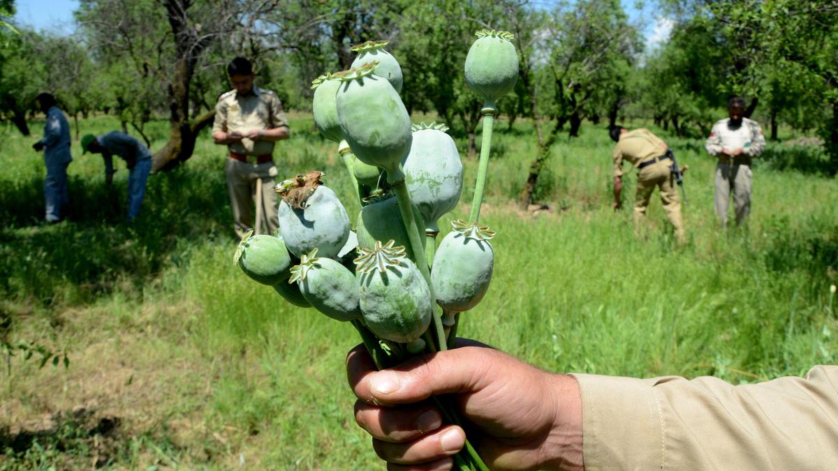 Opium farmers demand more farming licences, ₹1 lakh per kilogram