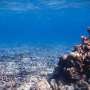 AI exposes devastating impact of bomb fishing on coral reefs
