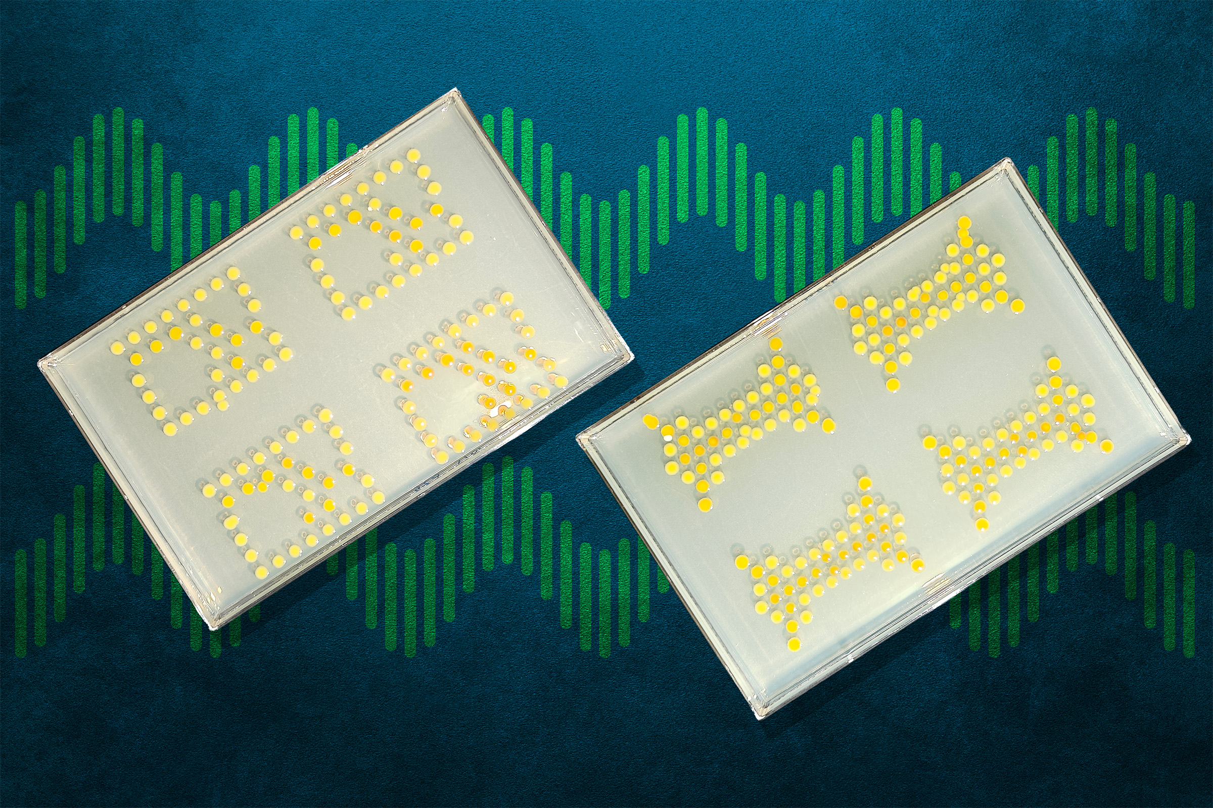 MIT engineers connect bacteria to create living transistors