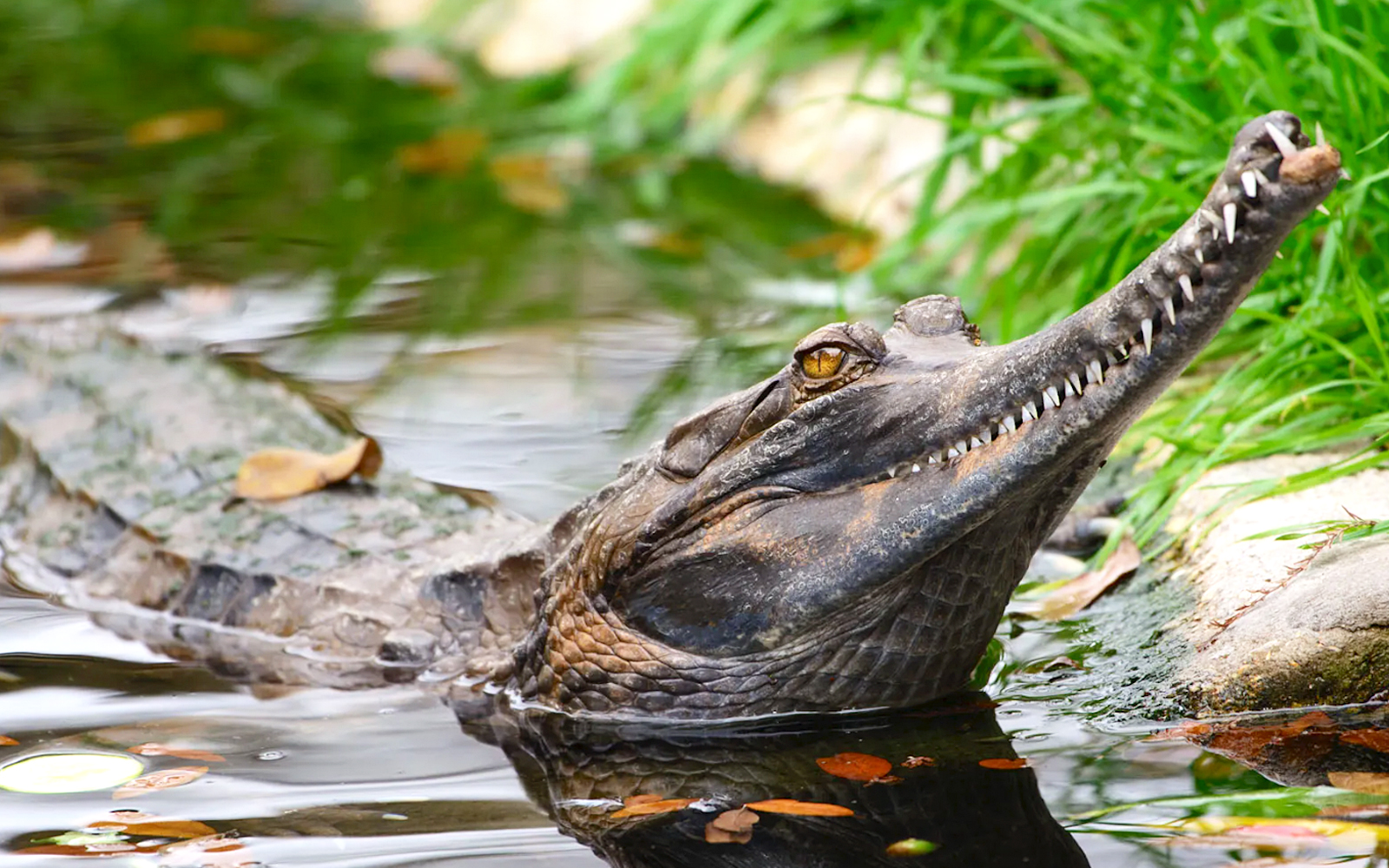 Ancient ‘Sphinx crocodile’ reveals surprising local connection