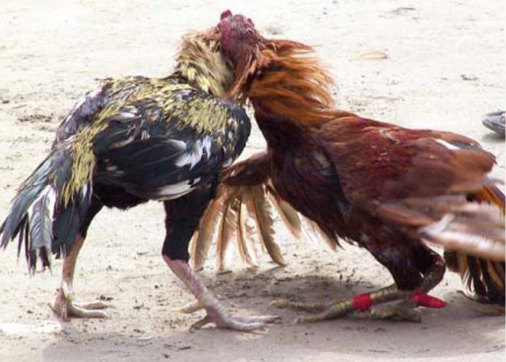 Cockfighting finds a ring under police watch