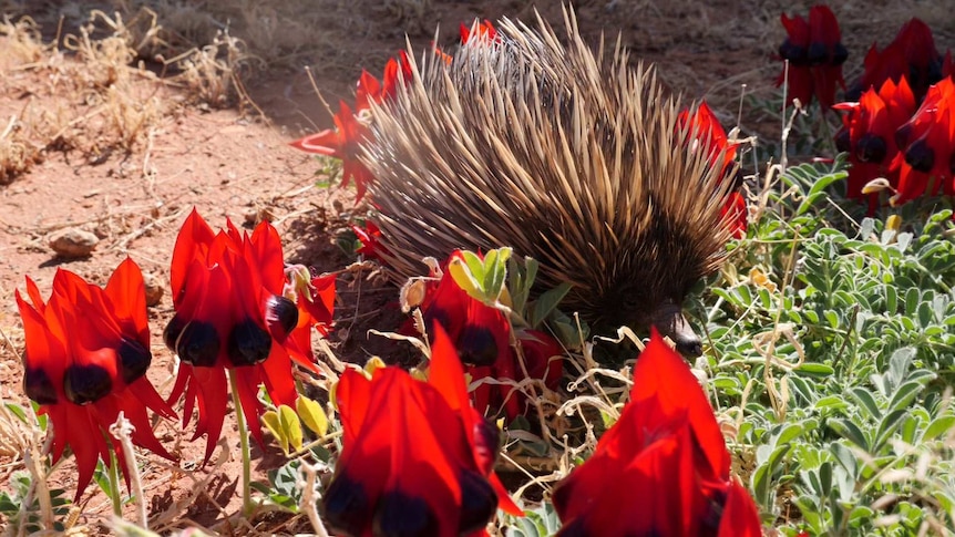 Is the Sturt's desert pea really a pea? Test your wildflower knowledge