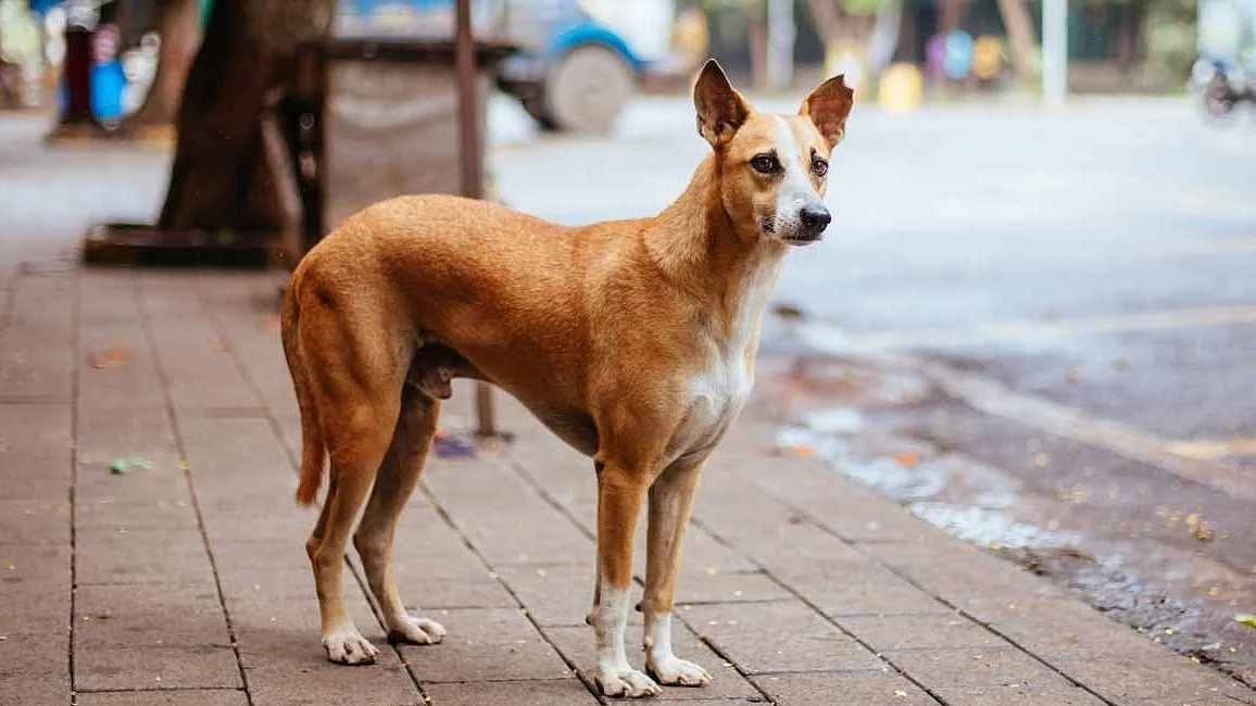 Panvel’s Stray Dog Crisis Deepens: 5,662 Bitten In 8 Months, 19,000+ Dogs On Streets