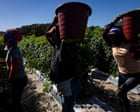 US workers facing deadly heat borrow from tomato pickers to win key protections