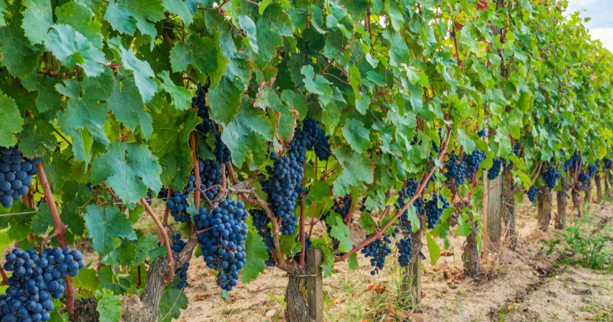 Germany's 2026 wine harvest to drop 20% after summer drought