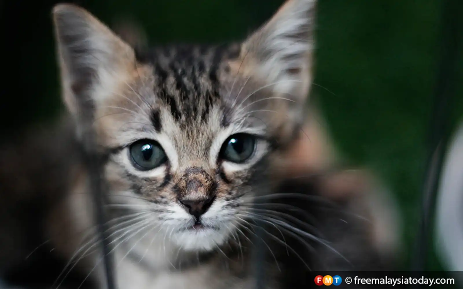 Persatuan desak siasatan dakwaan penderaan seksual terhadap kucing