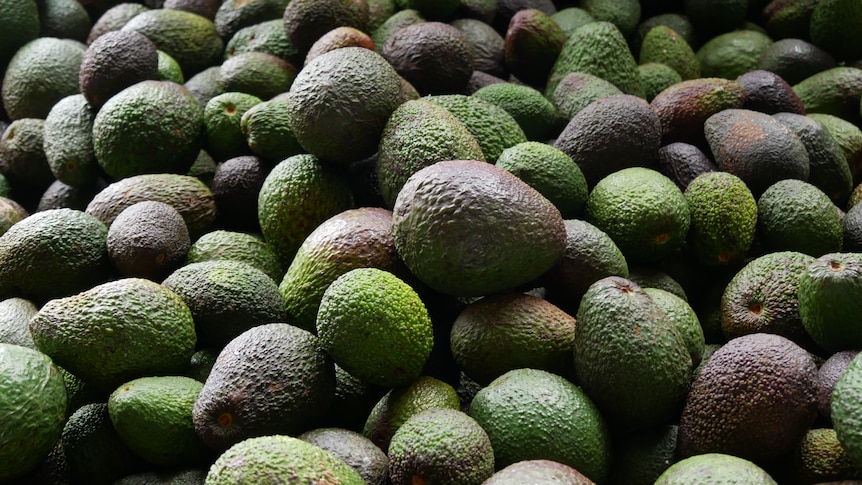 Growers find expanding markets to save bumper avocado crop from oversupply