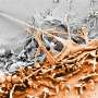 Tiny feet on cells can sense defects and stall migration to heal wounds
