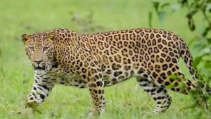 Wildlife SOS Responds To Poaching Allegations, Says Anti-Poaching Work Being 'Vilified'