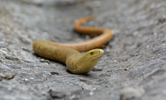Our Ancient Ancestors in the Middle East Loved Dining on Lizards and Snakes