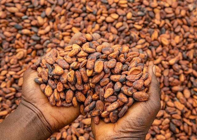 Young Cocoa Farmers petition Mahama over funding, producer price and start date for new cocoa season