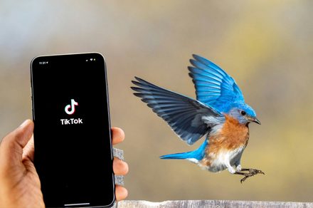 Forget doomscrolling, Gen Z is now scrolling for birds on TikTok