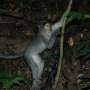 Last common ancestor of humans and chimpanzees could have been a vertical climber, no matter its feet