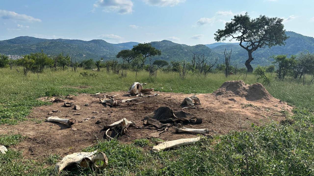 Elephant deaths transform grasslands for 8 years, study finds