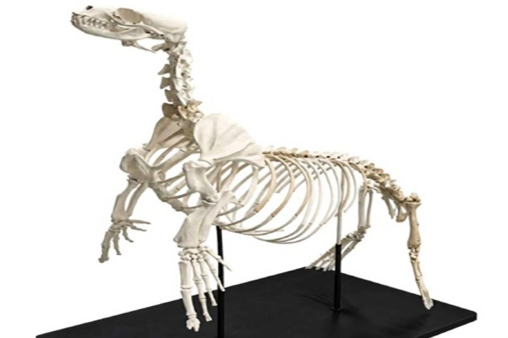 Reconstructed skeleton of extinct Dokdo sea lion goes on display in Seoul