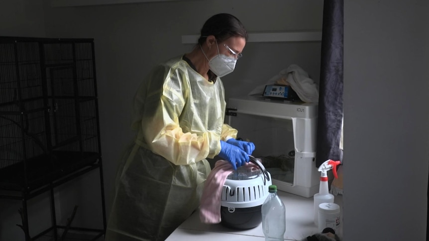 Bird flu crisis will get to the stage where 'all we can do is euthanase', vets warn